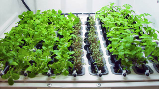Illustration for article titled Hydroponic Garden Blends Into Your Kitchen For Year Round Herbs